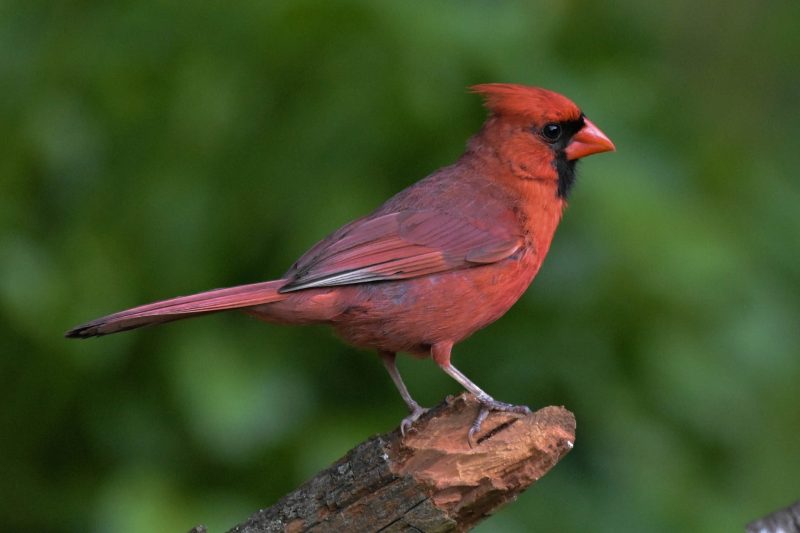 Common Birds in New York