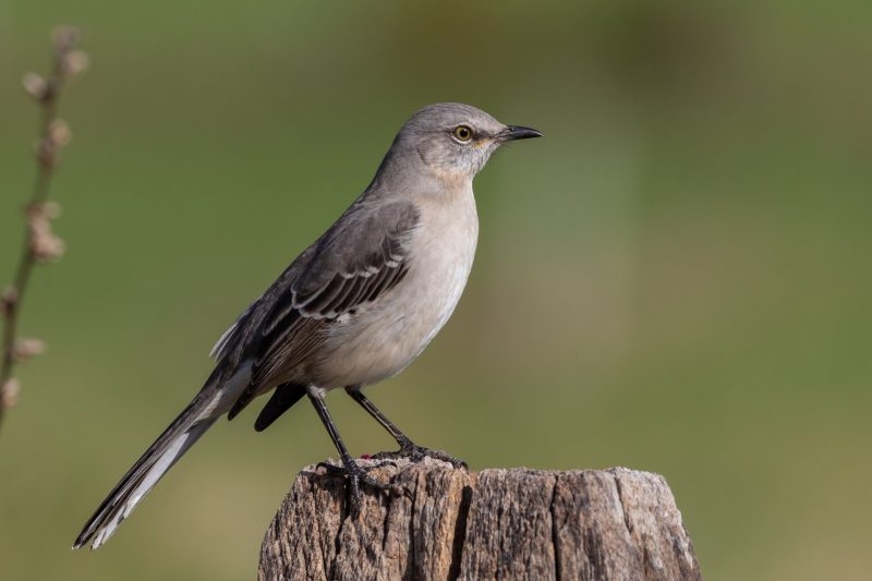 Common Birds in New York