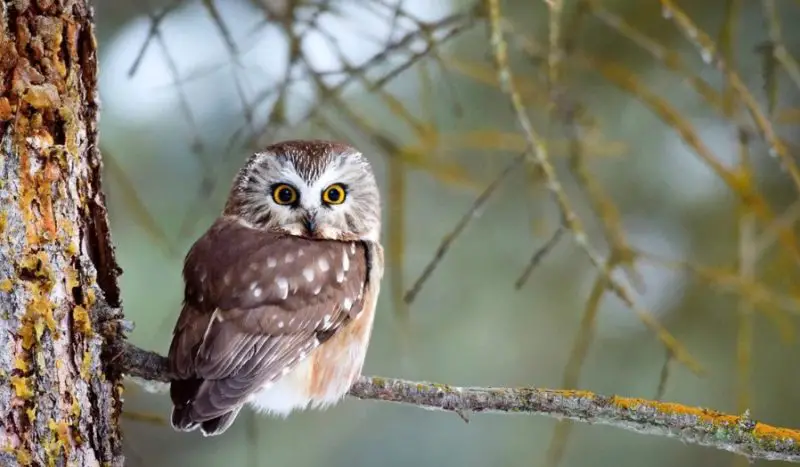 Birds of Prey in California