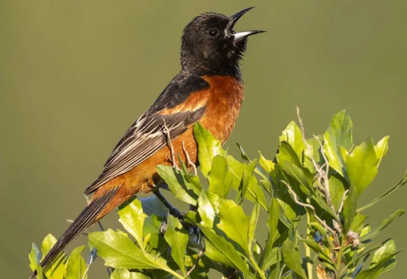 Orange Birds in Michigan