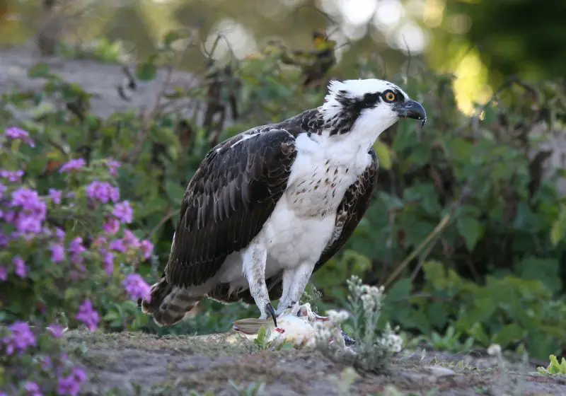 Birds of Prey in California