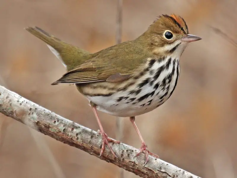 Common Birds in New York