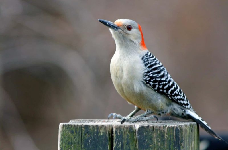 Common Birds in New York