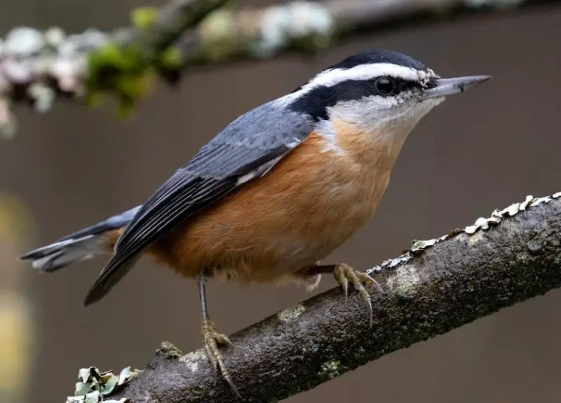 Orange Birds in Michigan