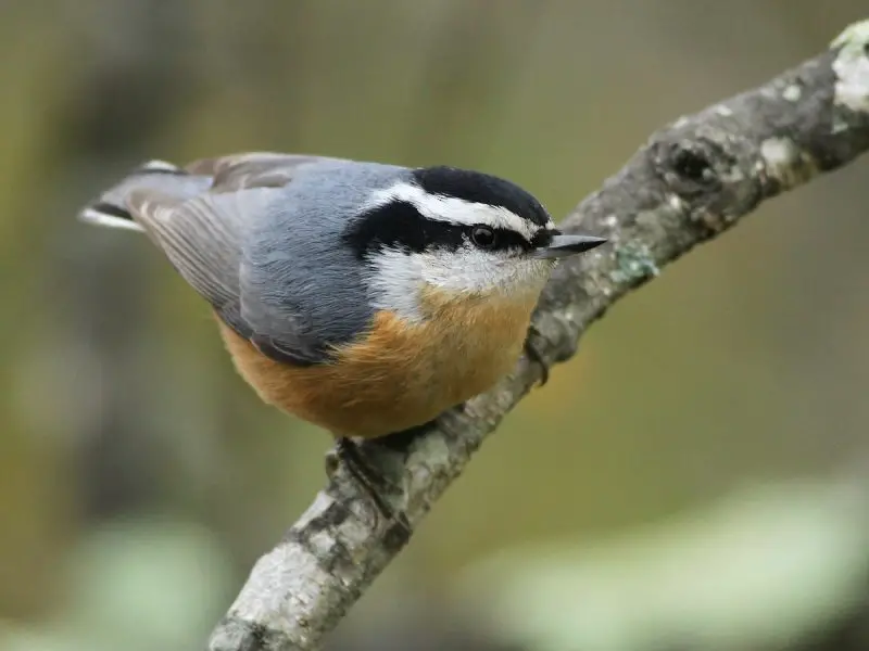 Common Birds in New York