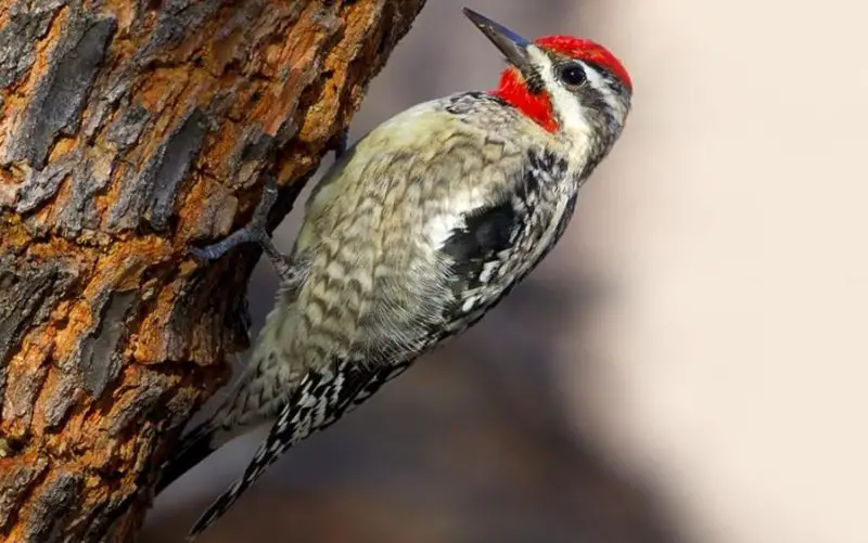 Birds with Red Heads in Colorado