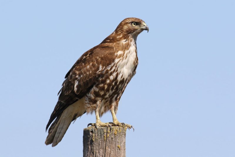Common Birds of Arizona