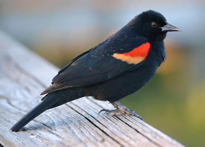 Common Birds in New York