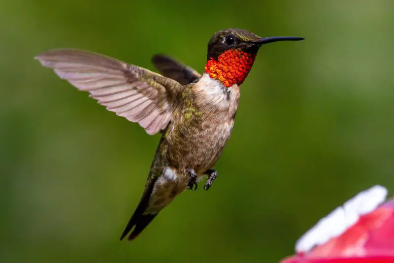 Hummingbirds in South Carolina