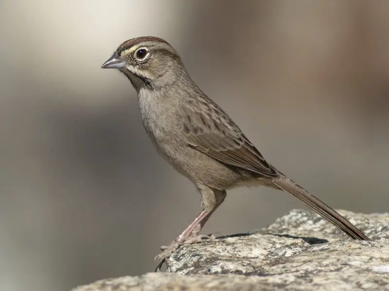 Common Birds of Arizona