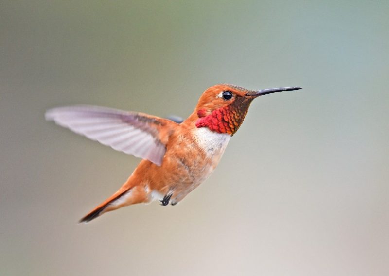 Hummingbirds in Nevada