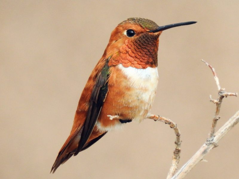Hummingbirds in North Dakota