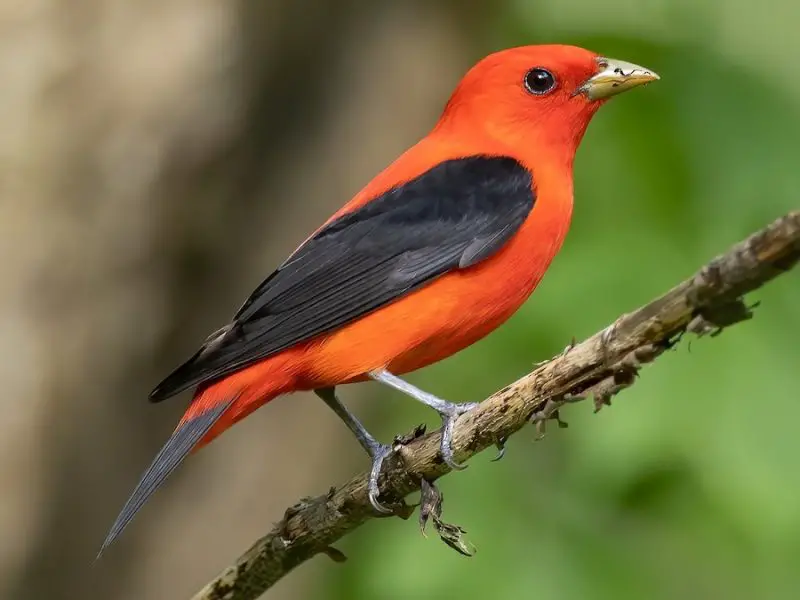 Orange Birds in Michigan