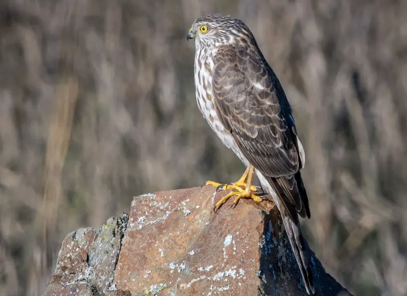 Birds of Prey in California