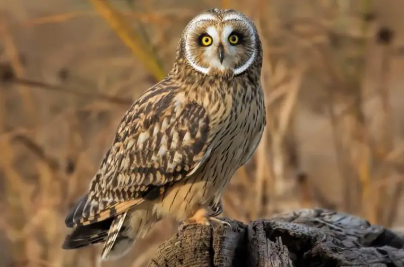 Birds of Prey in California
