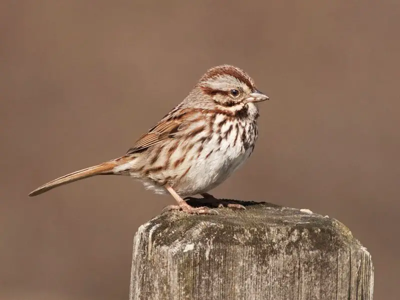 Common Birds in New York