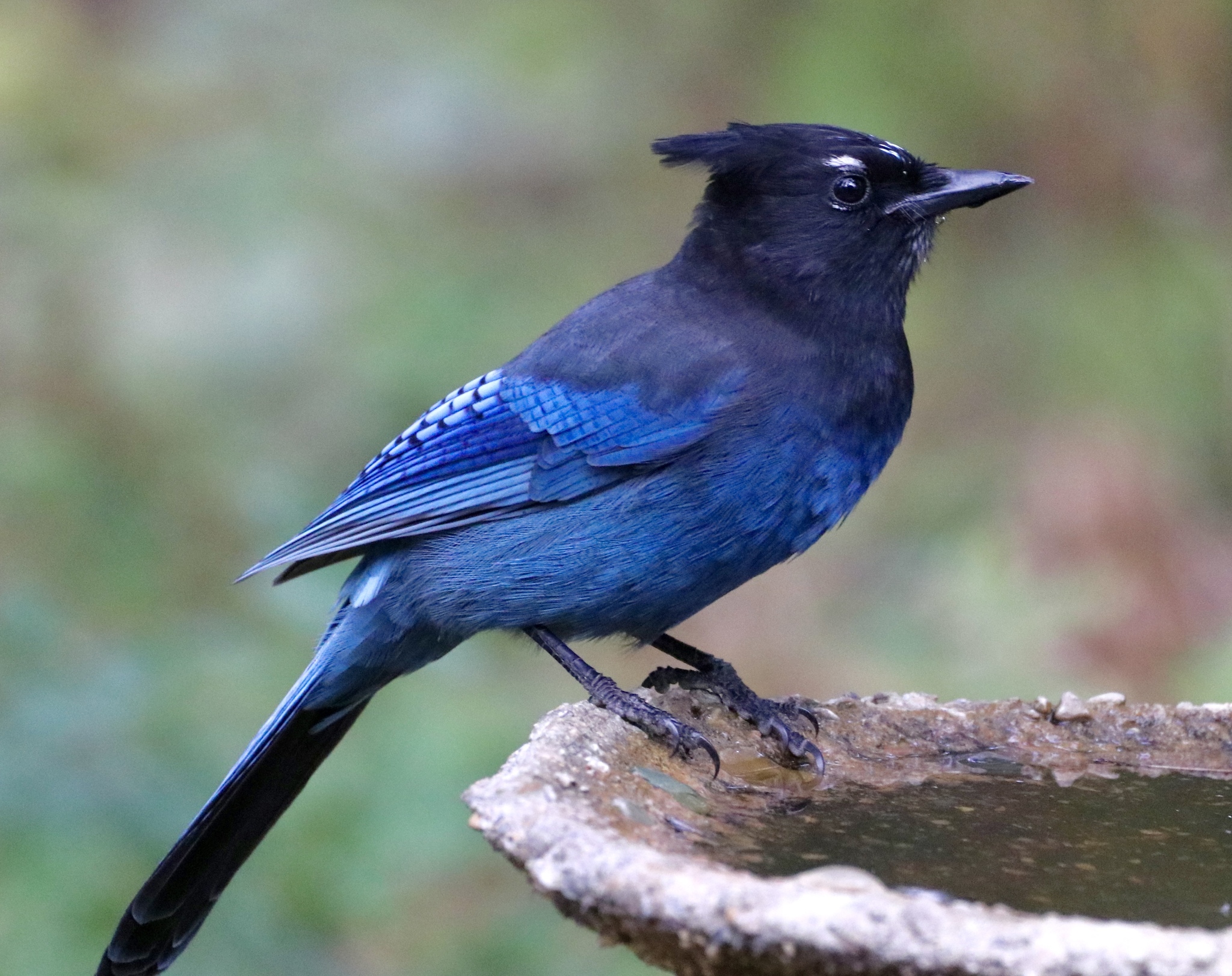 Blue Birds in Colorado