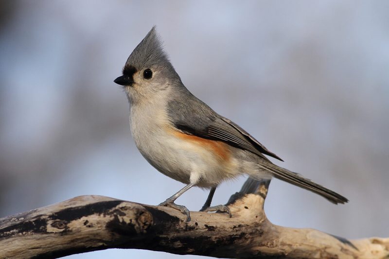 Common Birds in New York
