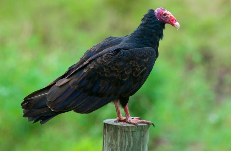 Birds of Prey in California