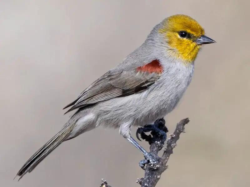 Common Birds of Arizona