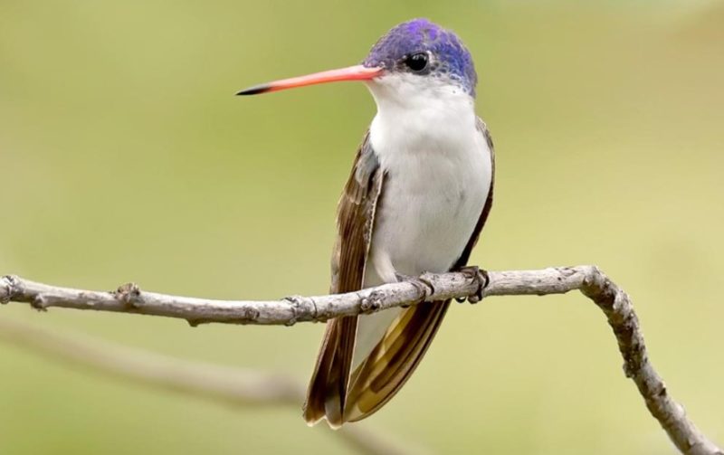 Hummingbirds in Nevada