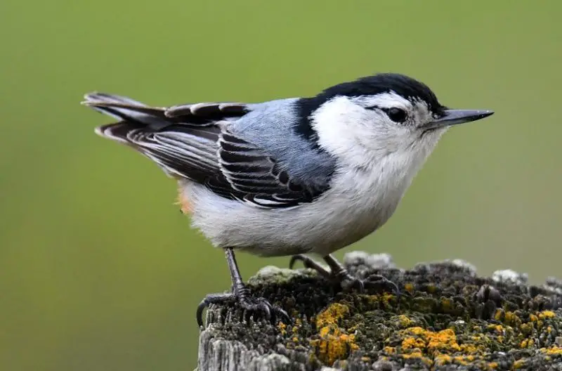 Common Birds in New York