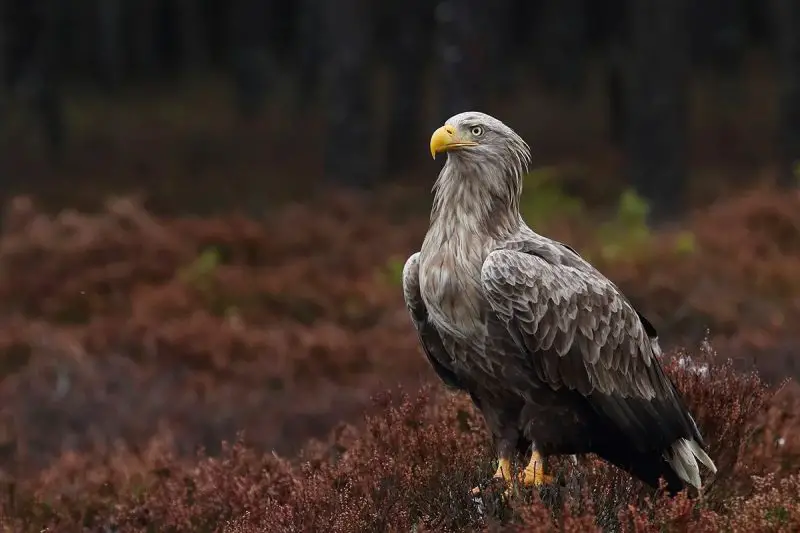 Birds of Prey in California