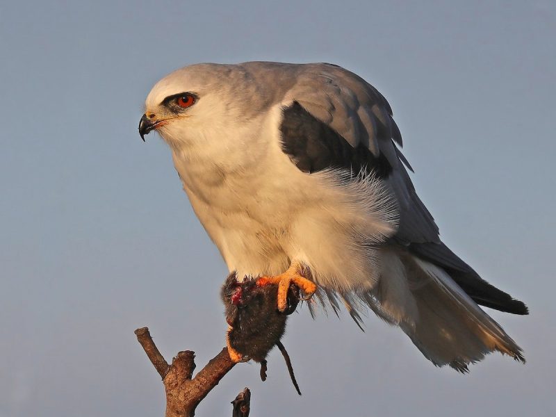 Birds of Prey in California