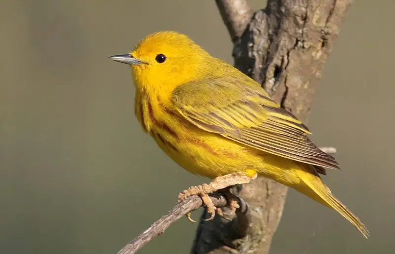 Common Birds in New York