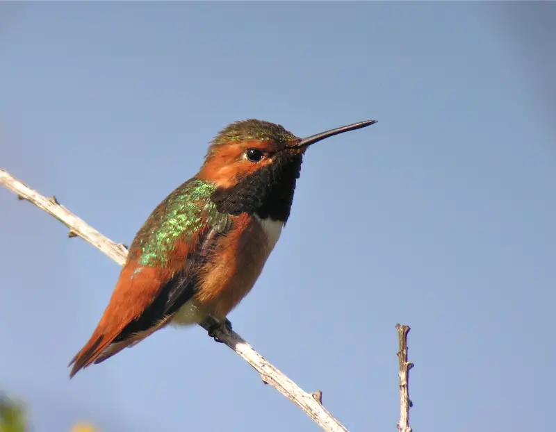 allens-hummingbird-selasphorus-sasin-3 Hummingbirds in Pennsylvania