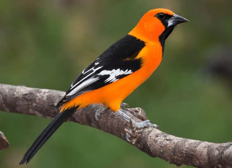 altamira-oriole-800x579-1 Orange Birds in Texas
