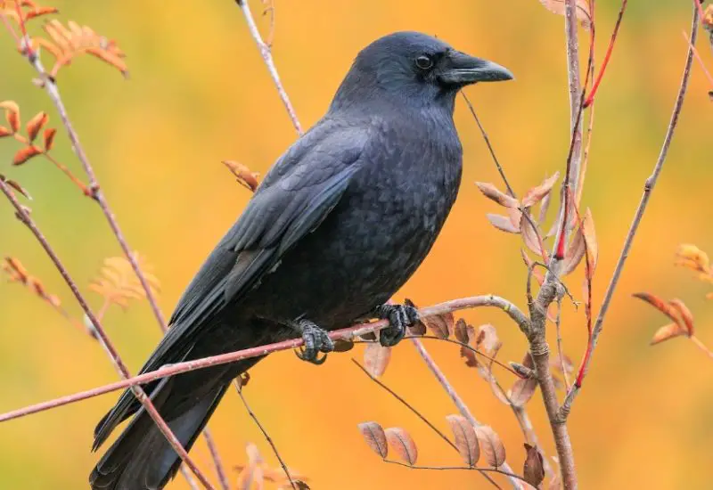 Common Birds in Alabama