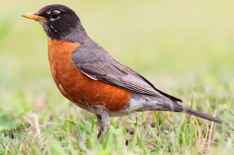 american-robin-800x529-1 Orange Birds in Texas