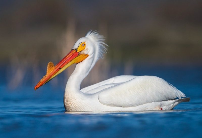 White Birds with Long Beaks in Florida