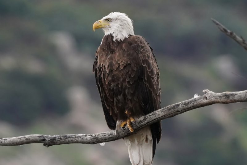 Birds with White Heads in Texas