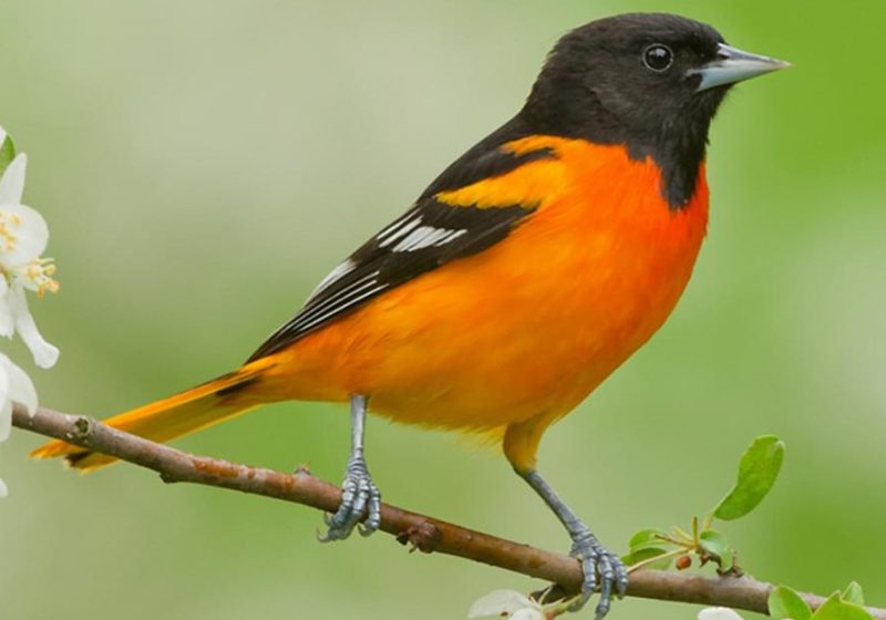 baltimore-oriole-800x560-2 Orange Birds in Texas