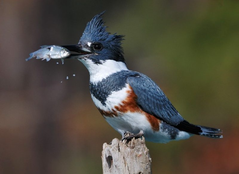 Common Birds in Alabama