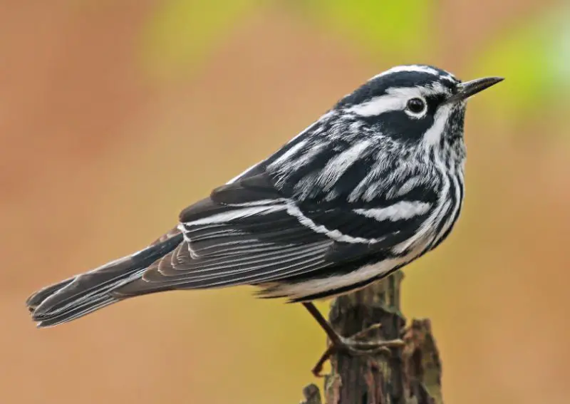 Black and White Birds in Michigan