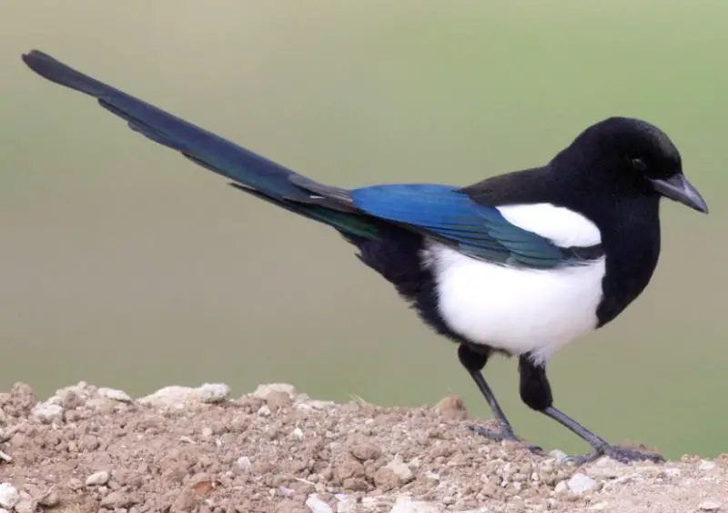 Black and White Bird With Long Tail in Colorado