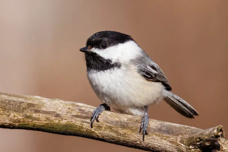 Black and White Birds in Michigan