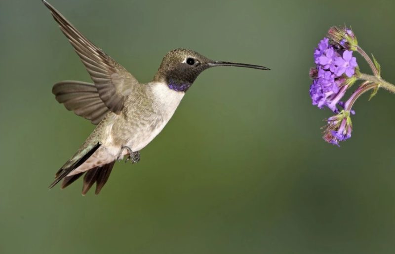 Hummingbirds in New Hampshire
