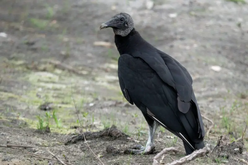 black-vulture-coragyps-atratus-800x534-1 Black Birds in Tennessee