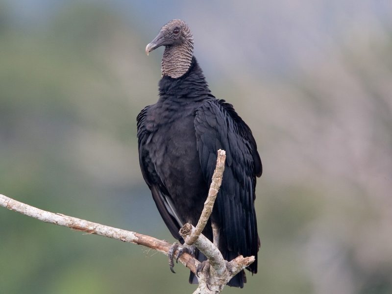 Common Birds in Alabama