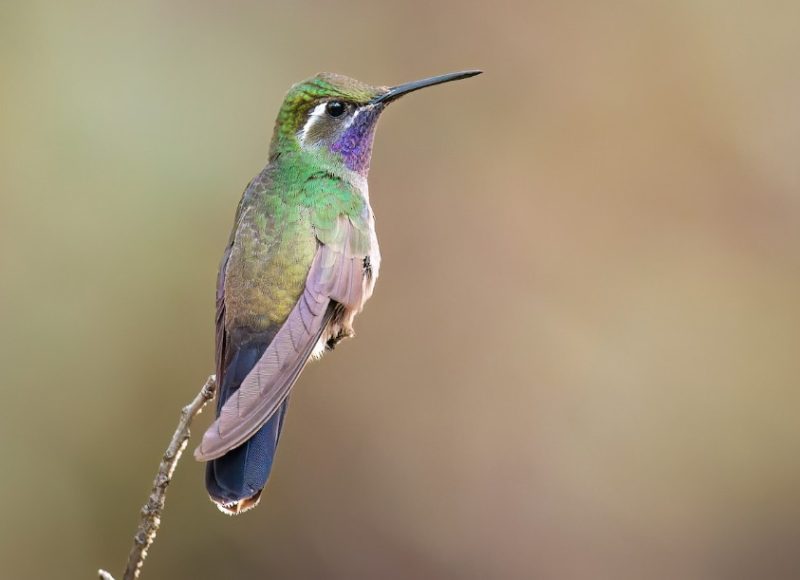 Hummingbirds in Louisiana