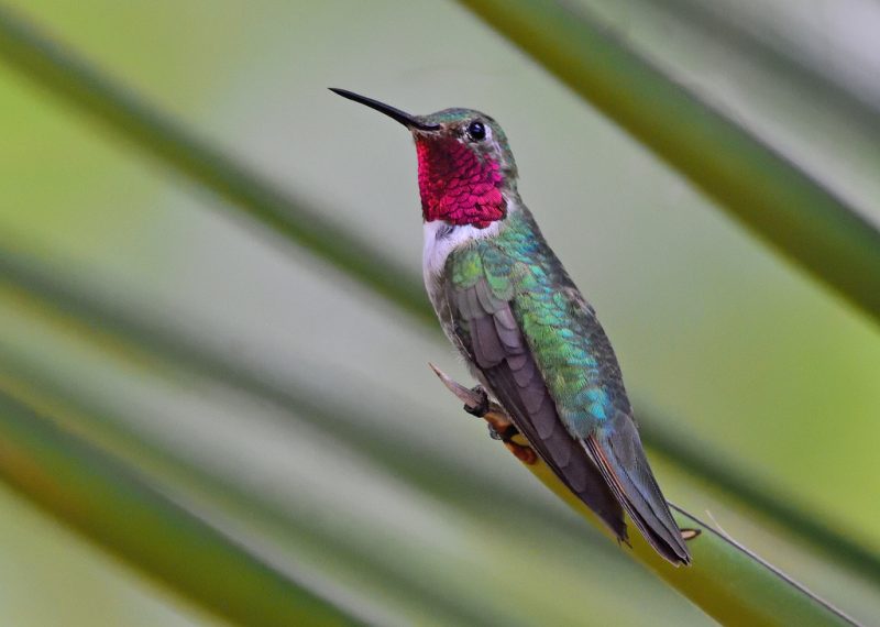 Hummingbirds in Colorado