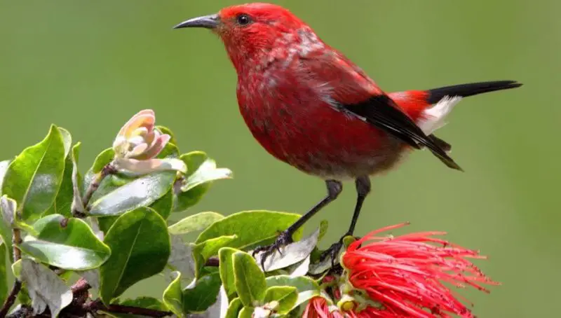 Birds with Red Heads in Hawaii