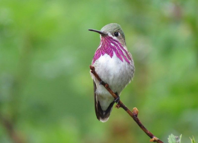 Hummingbirds in South Dakota