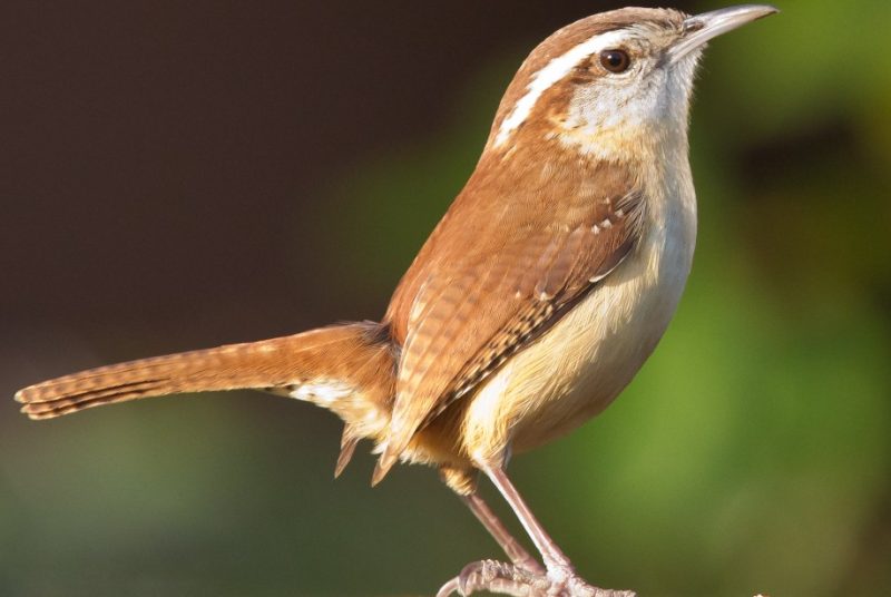 Common Birds in Alabama