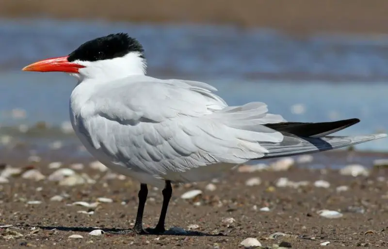 White Birds with Long Beaks in Florida