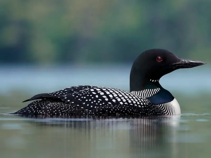 Common Loon (Gavia immer)